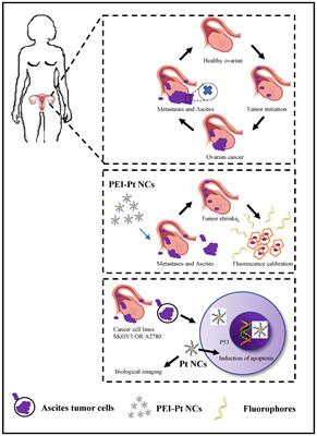 Biomarking and Induction of Apoptosis in Ovarian Cancer Using Bifunctional Polyethyleneimine-Caged Platinum Nanoclusters